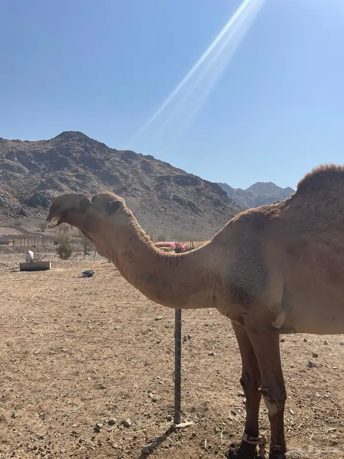 جمل للبيع 2
