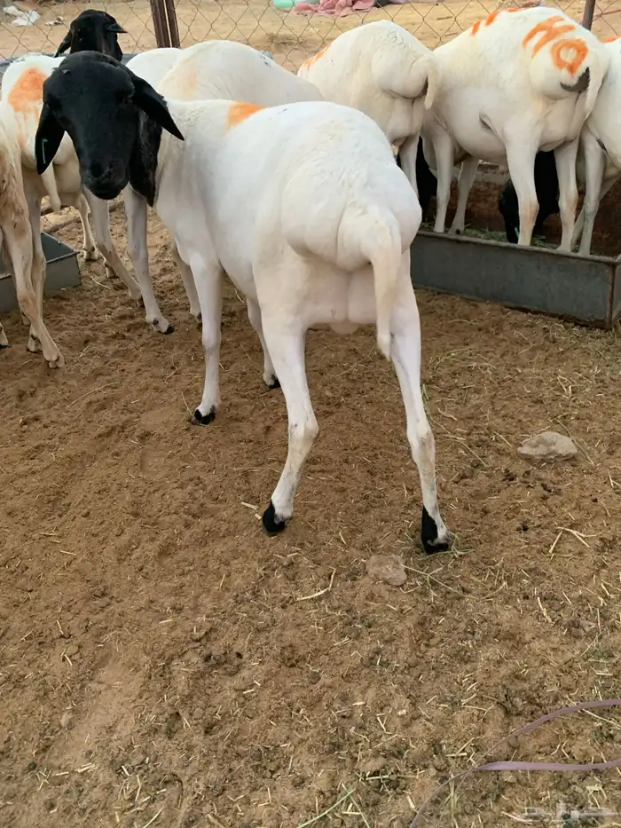 برابر مرابي شهرين مقفله 1