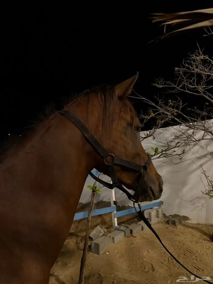 للبيع مهر عربي شعبي 1