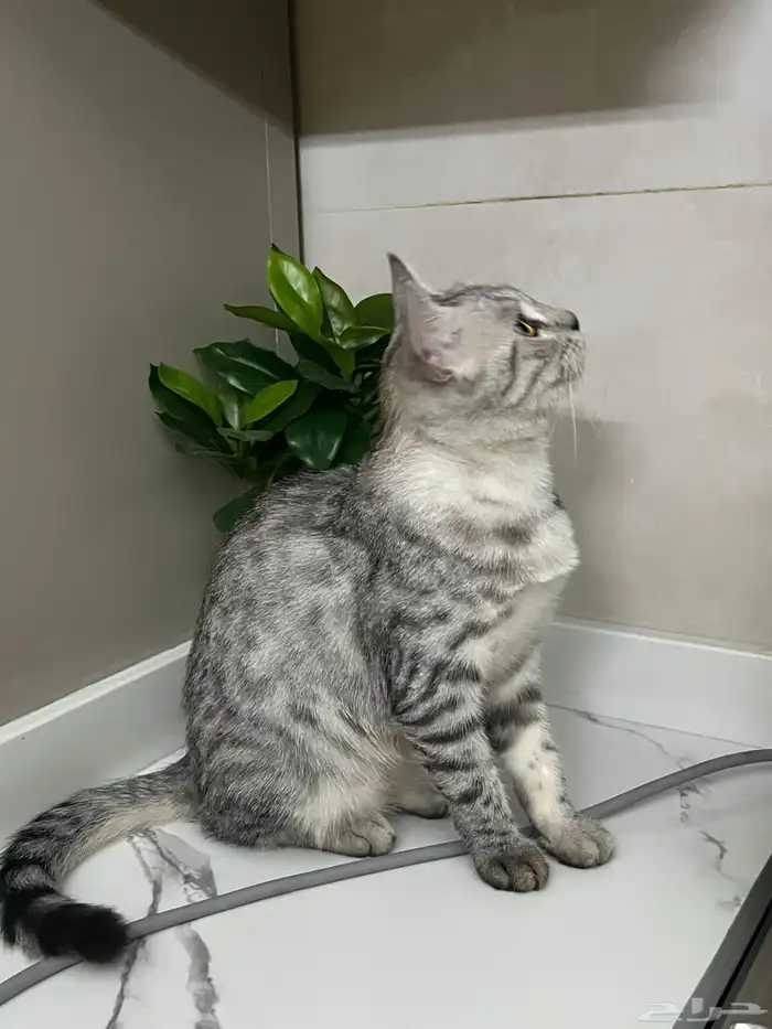 قطه طالبه تزاوج 1