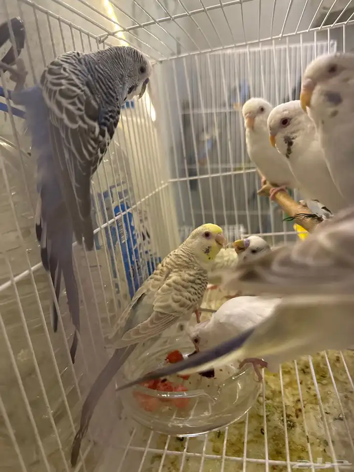 أزواج بادجي فالو (تم البيع) 12