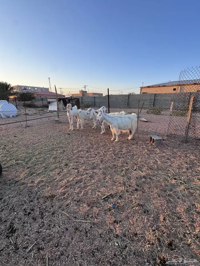 معزا مصريات جم دفيع وحليب 4