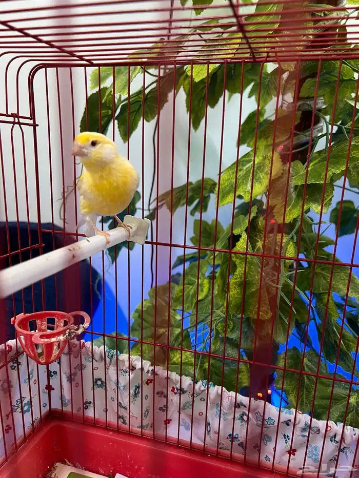 للبيع انثى كناري عيون حمر 4