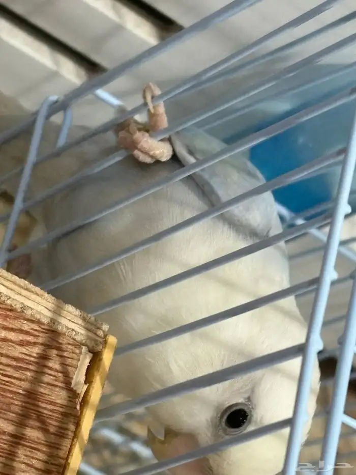 روز ذكر للبيع محلل 1