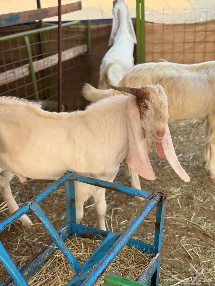 تيس مشروك صنف 4