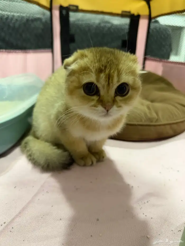 كيتن سكوتش تربل فولد بيور - بيع 0