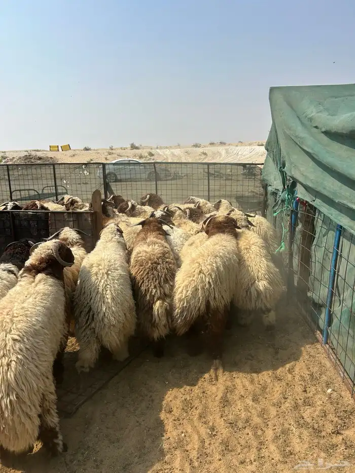 نعيم وحريات جبر ناهي مفاطيح مجمله 5