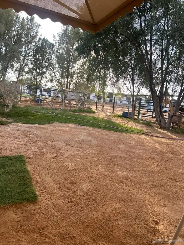 عرض مربط الهايمات   بريدة   الجراد 0