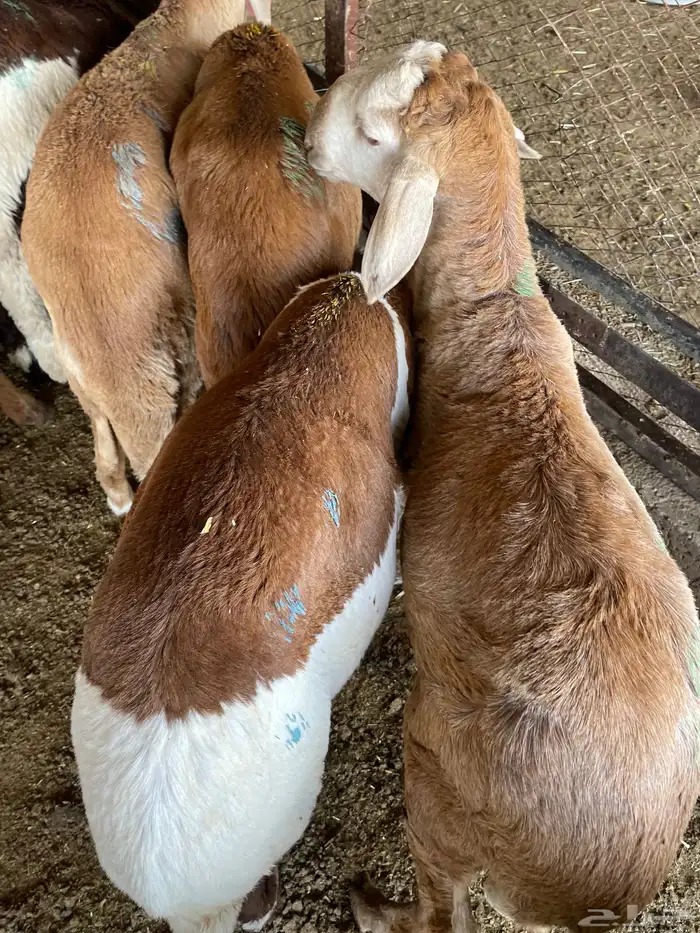 غنم سواكن مخاصي 15