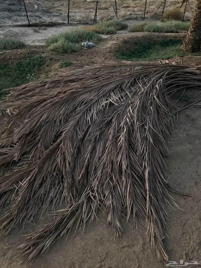 جريد سعف نخل 2