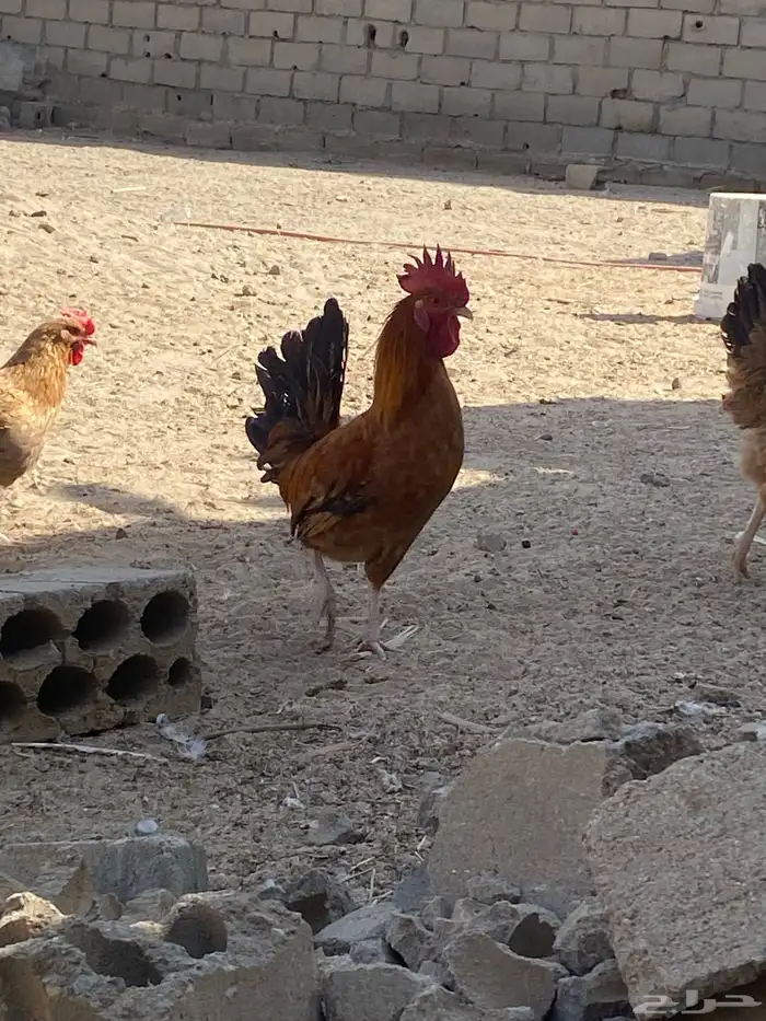 للبيع ديكين 1