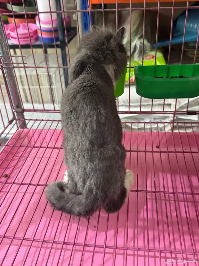 قطة شيرازيه للبيع 1