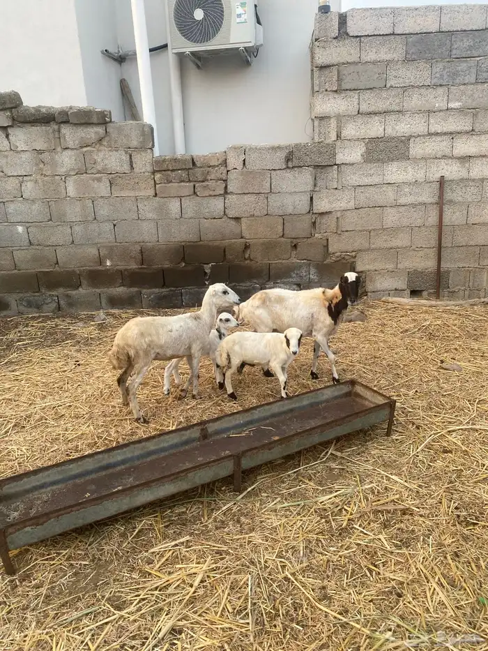 للبيع ثنتين ضان مناتيج 0