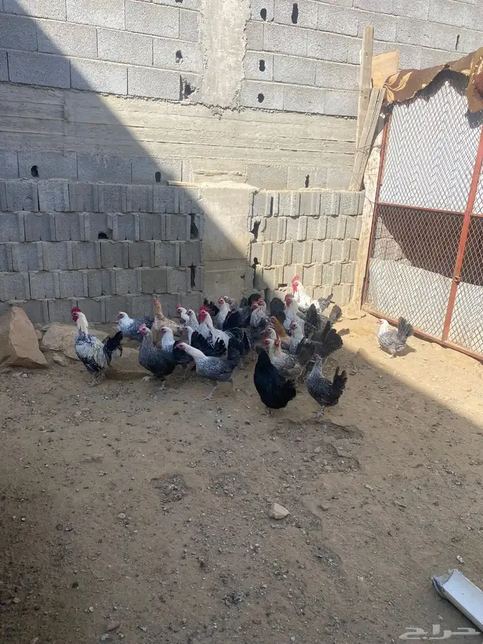 دجاج ي . فيومي للبيع 0