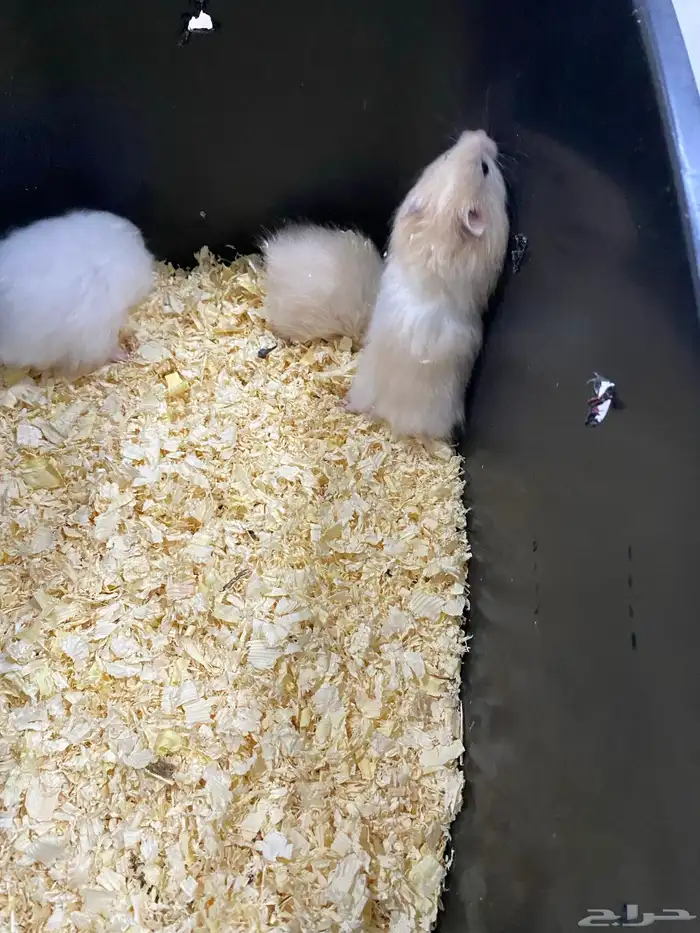 هامسترات للبيع 1