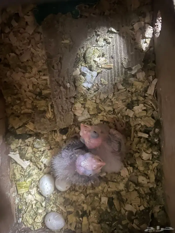 سلام عليكم فرخين كروان هولندي 0