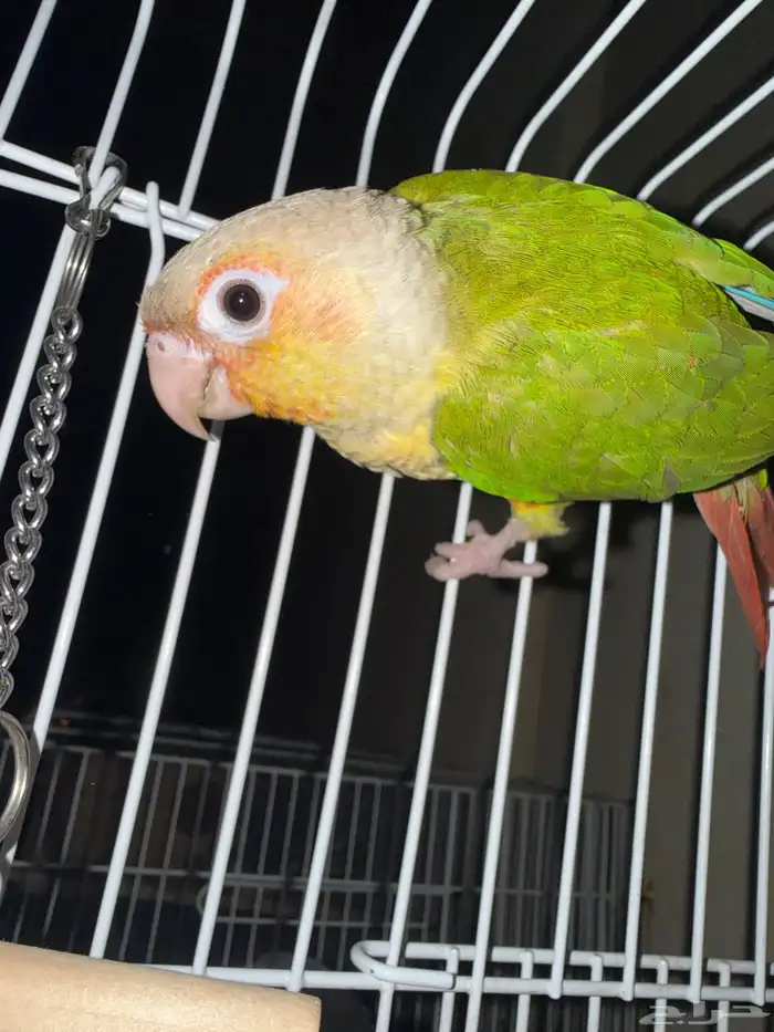 بغبغاء كنيور متكلم عنده مين ويبوس هدد خارجي وداخلي 0