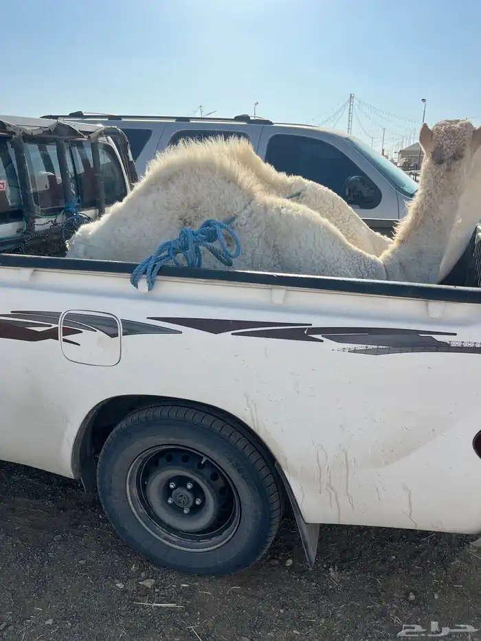 قعدان قصب للبيع 1