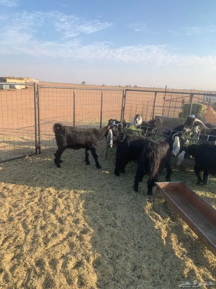 معزا عوارض فاخرات صنف الصنف( تم البيع ) 0