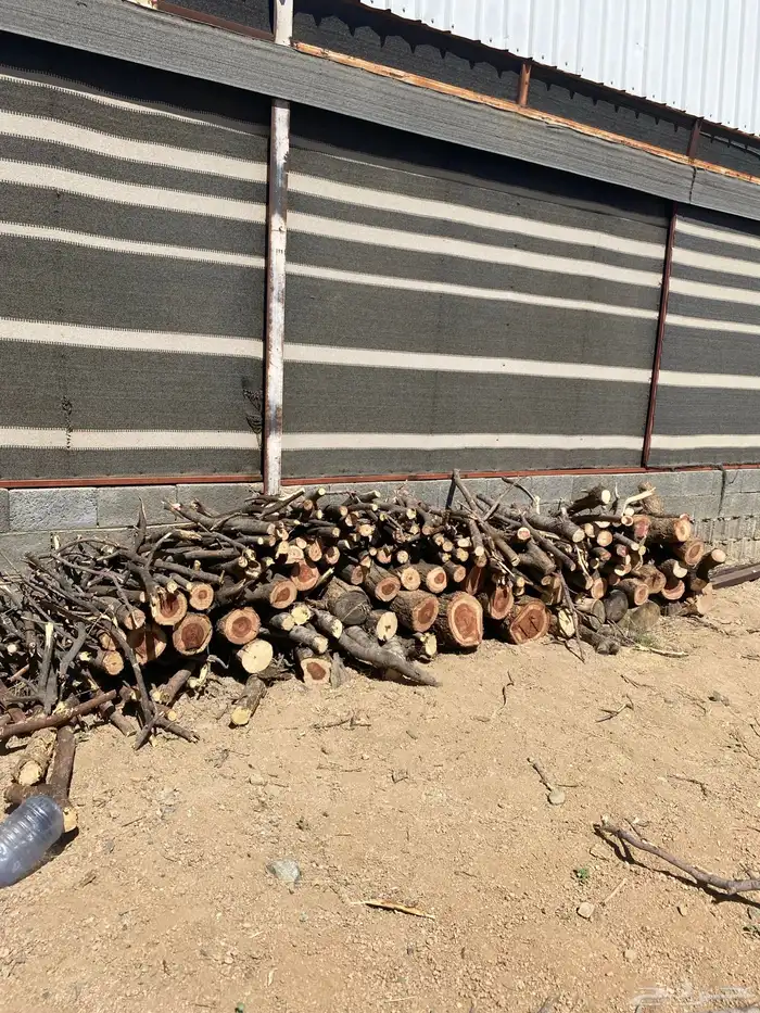 يوجد حطب طلح 0