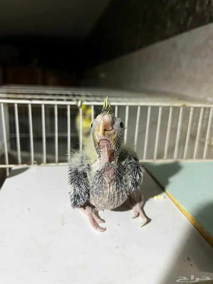 للبيع فرخ كروان كوكتيل 0