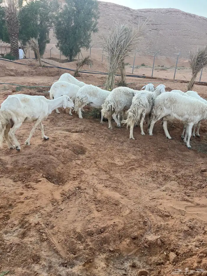 للبيع شياه حريات 10