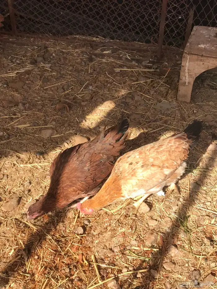 دجاج بلدي بياض 1