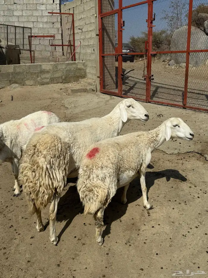 للبيع غنم حريات مراح واحد 25