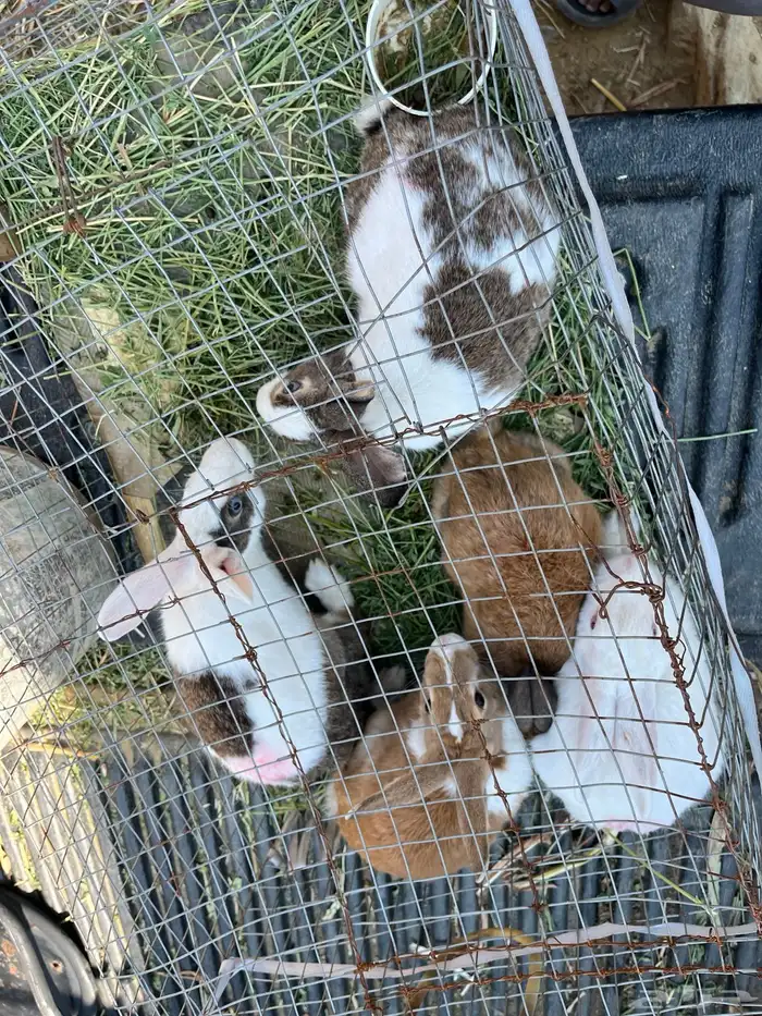 ارانب للبيع 4