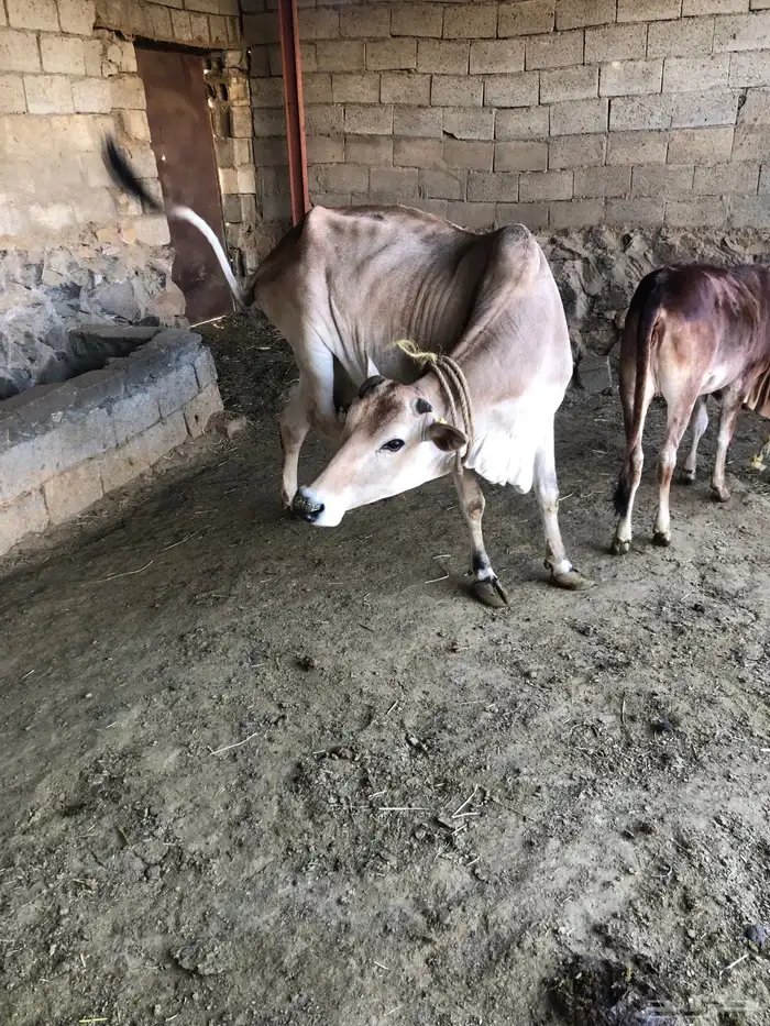 بقره هاديه تحتها حسيلة 4
