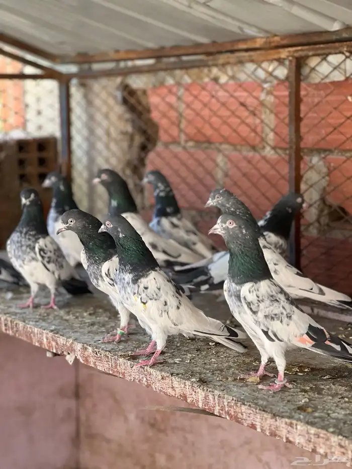 حمام بكستاني قولدن 5