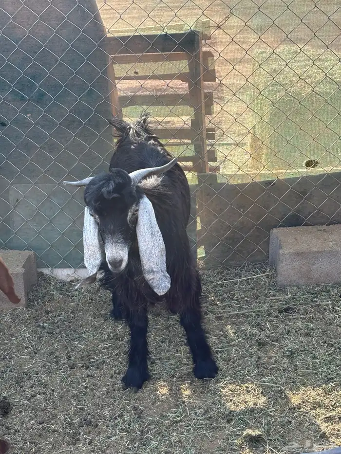 تيس فحل عارضي جذع 2