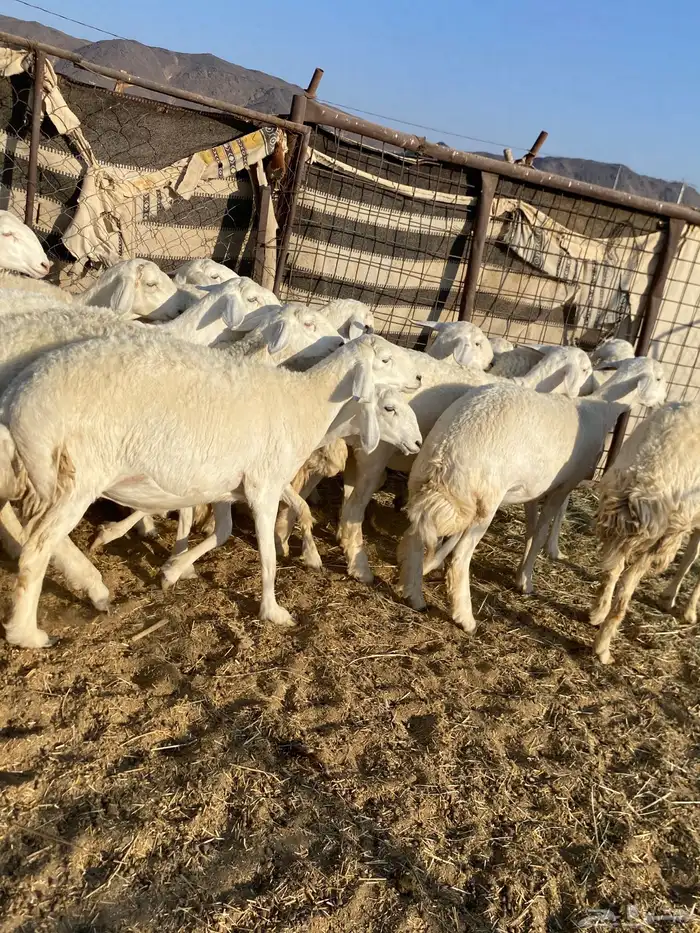 جذعات دفيع صنف الصنف 16