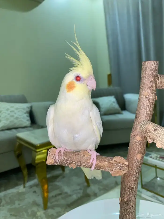 كروان اليف 0