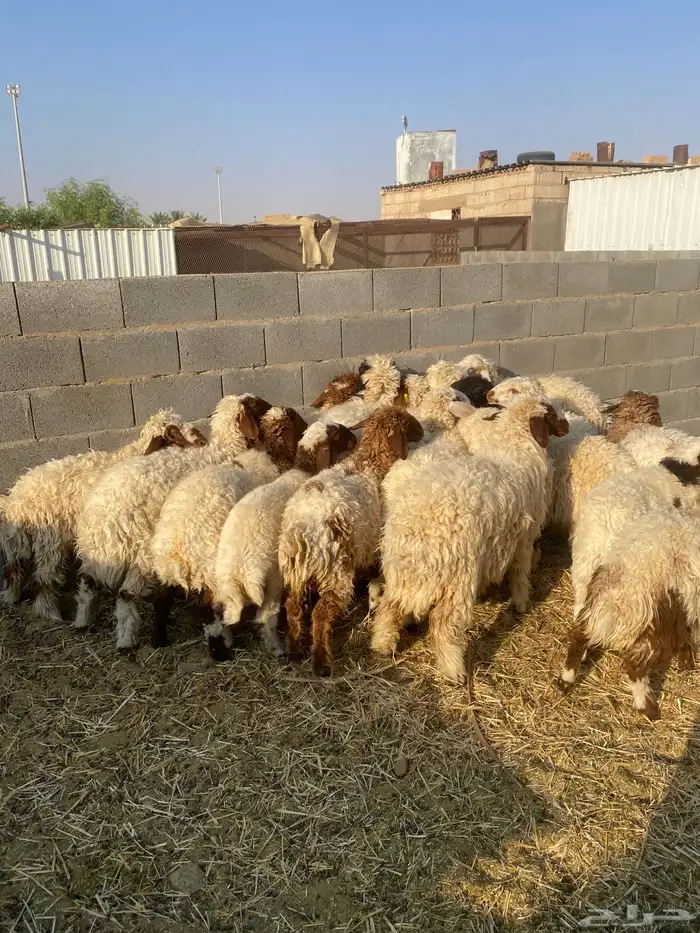 للبيع رخال نعيمي الصحه والسلامة شرط 1