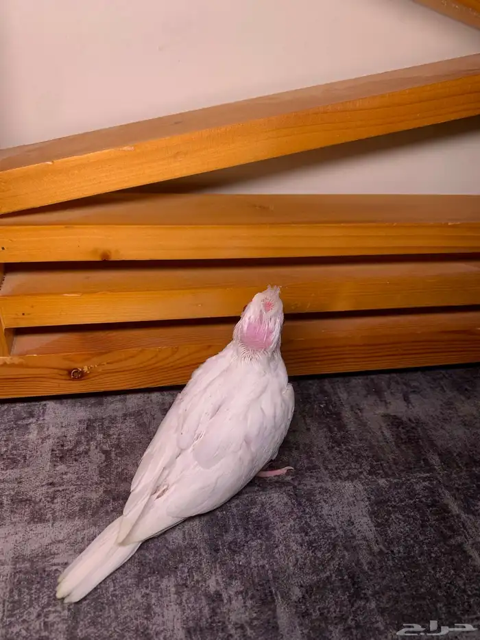 فرخ كروان البينو 1