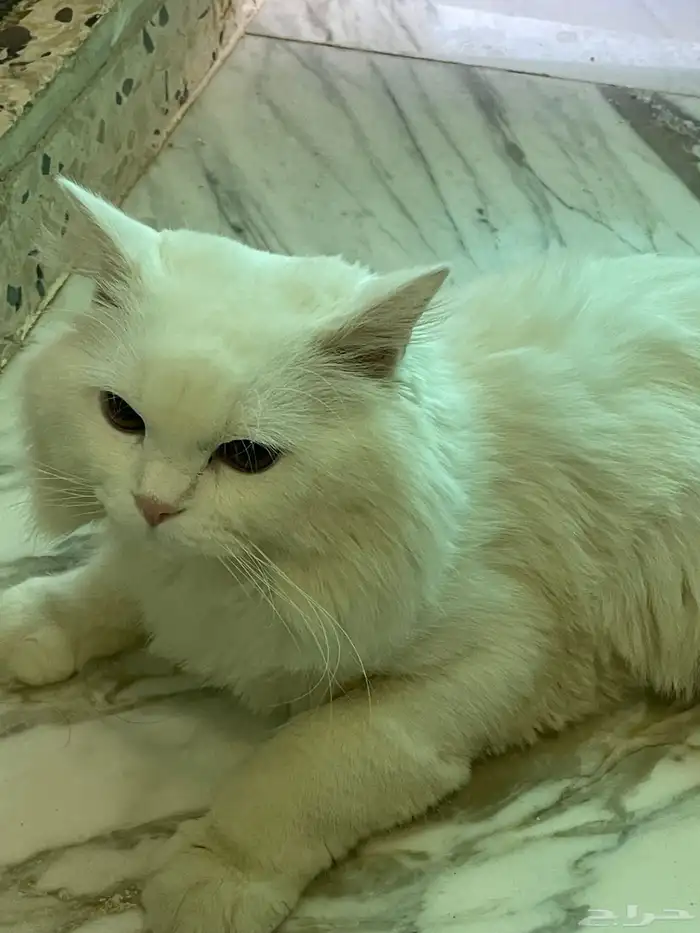 قط ذكر شيرازي للتبني 0