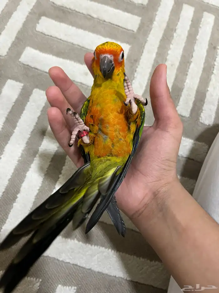 صن كنيور اليف هدد خارجي نشبه 0