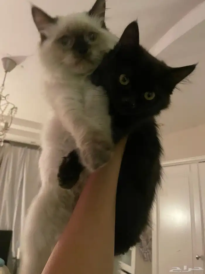 قطط هملايا وشيرازي للبيع ثلاث شهور 0
