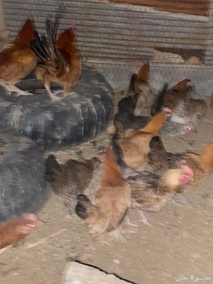 دجاج بلدي فري الوان حمر فواتح بياض شرط 4