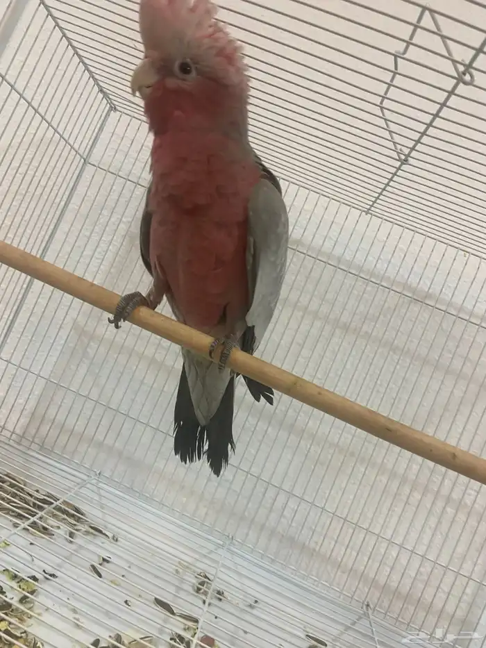 كوكاتو قالا فرخ 3