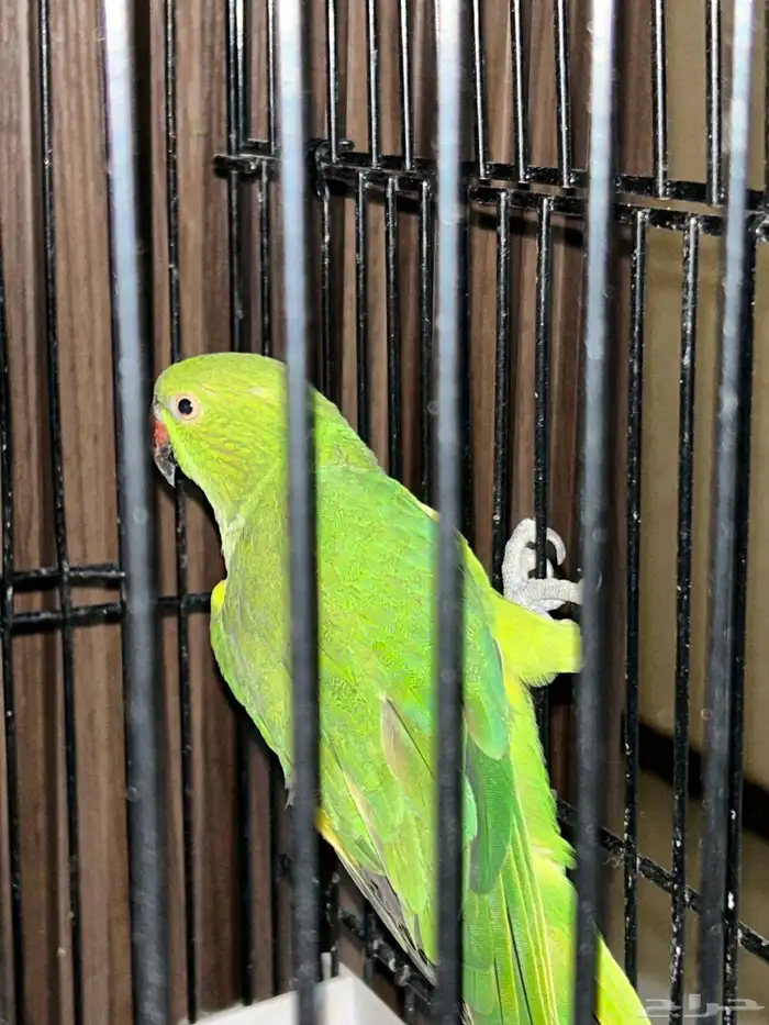 ببغاء درة هندي 1