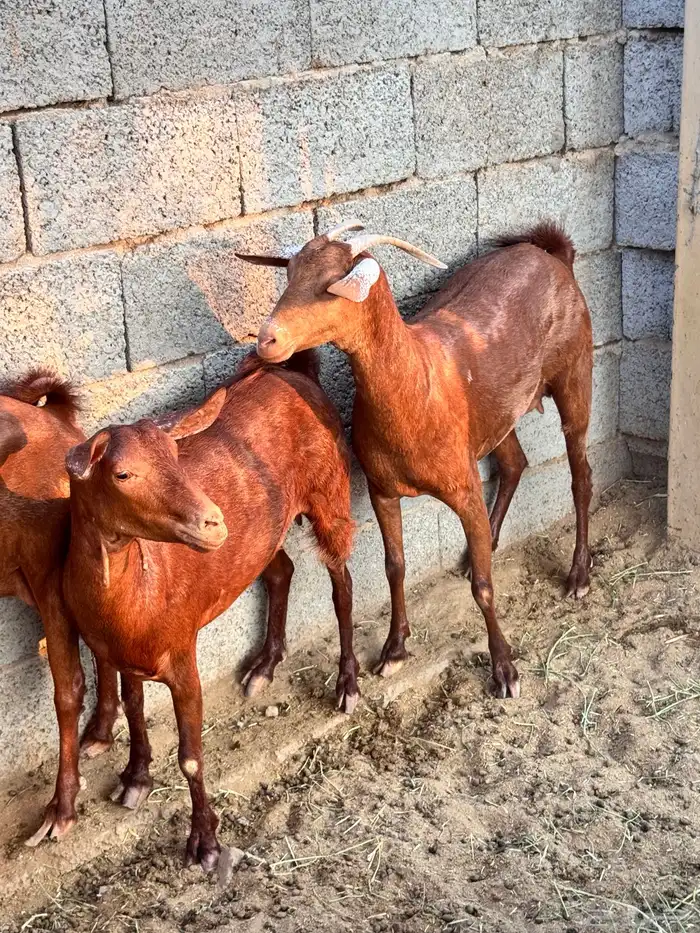 معزا دهم صنف 1