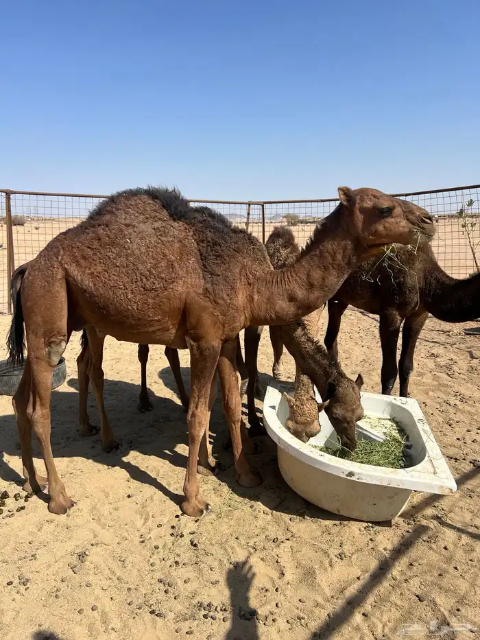 قعود احمر لون وغارب مشروع فحل 1