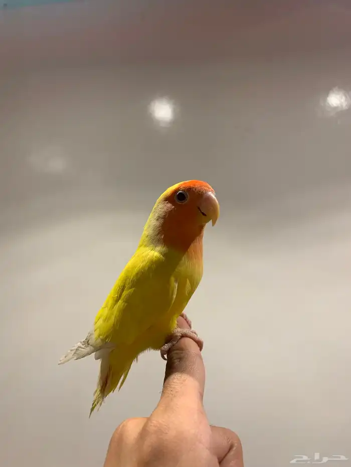 روز لاتينو رد فيس اليف 5