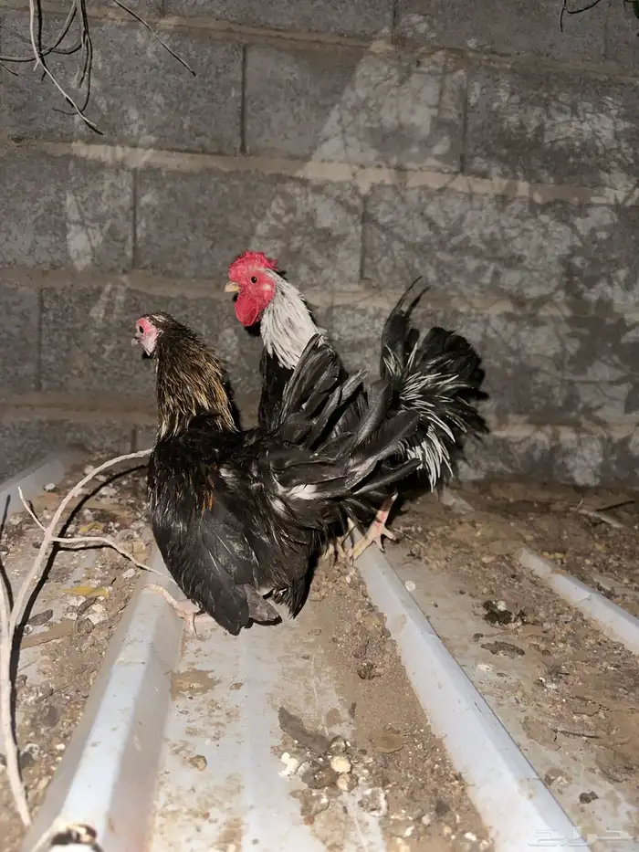 قلاب كورة ودجاج للبيع 15