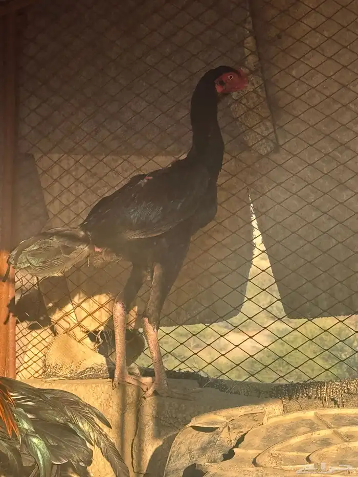 ديك شاكو الماني للبيع 4