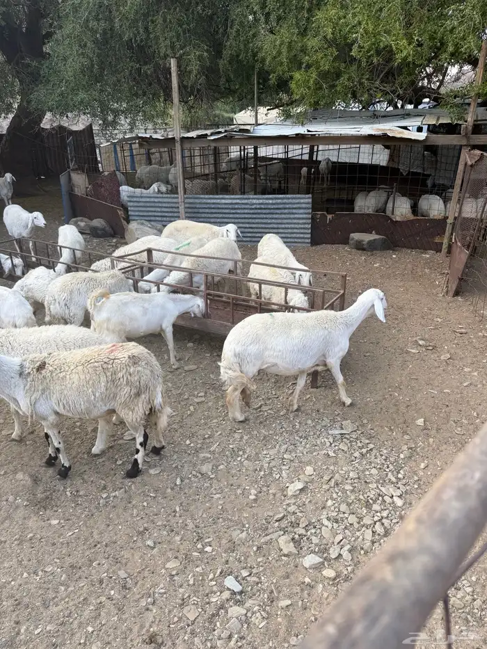 غنم البيع العدد 75 تحتها 8 10