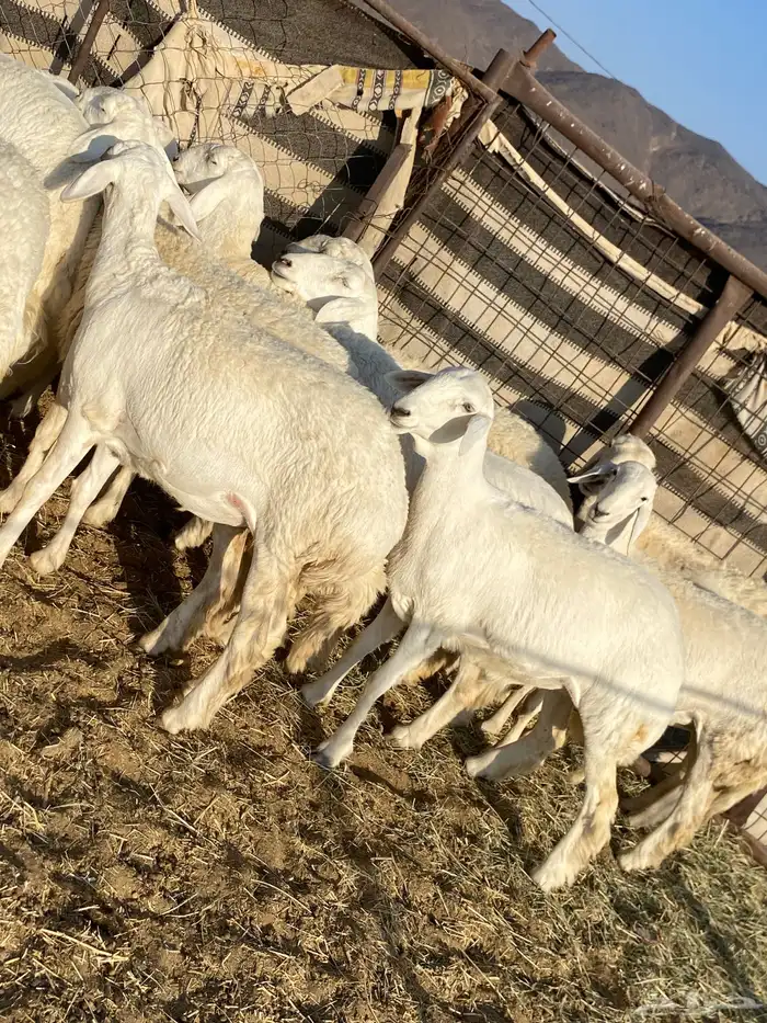 جذعات دفيع صنف الصنف 8