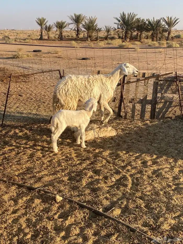 للبيع غنم ولد 2